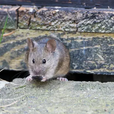 Maus im Garten neben der Terasse