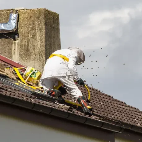 Schädlingsbekämpfer auf dem Dach mit Wespen