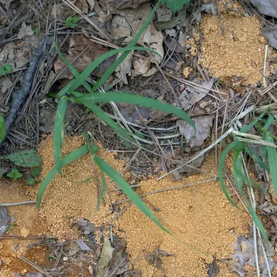 Ameisenhaufen im Garten