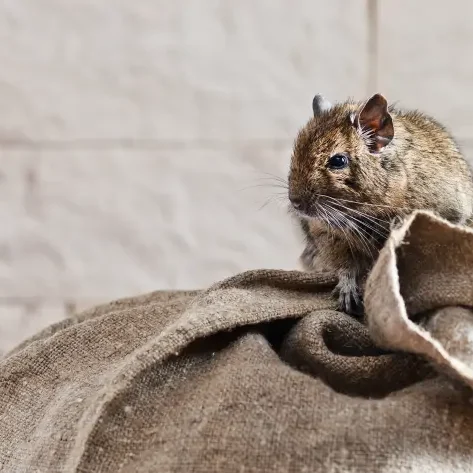 Maus auf Getreidesack